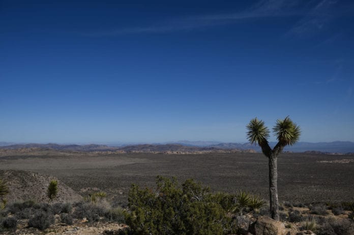 phat-hien-thi-the-bi-dot-chay-bi-an-o-thi-tran-joshua-tree-1